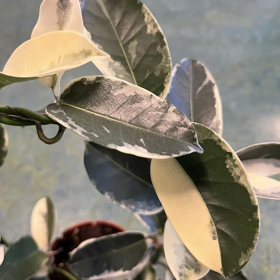 Stephanotis floribunda 'Variegata'  - Hoop - image 1