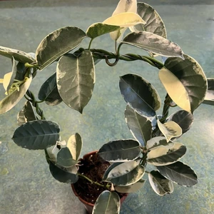 Stephanotis floribunda 'Variegata'  - Hoop - image 2