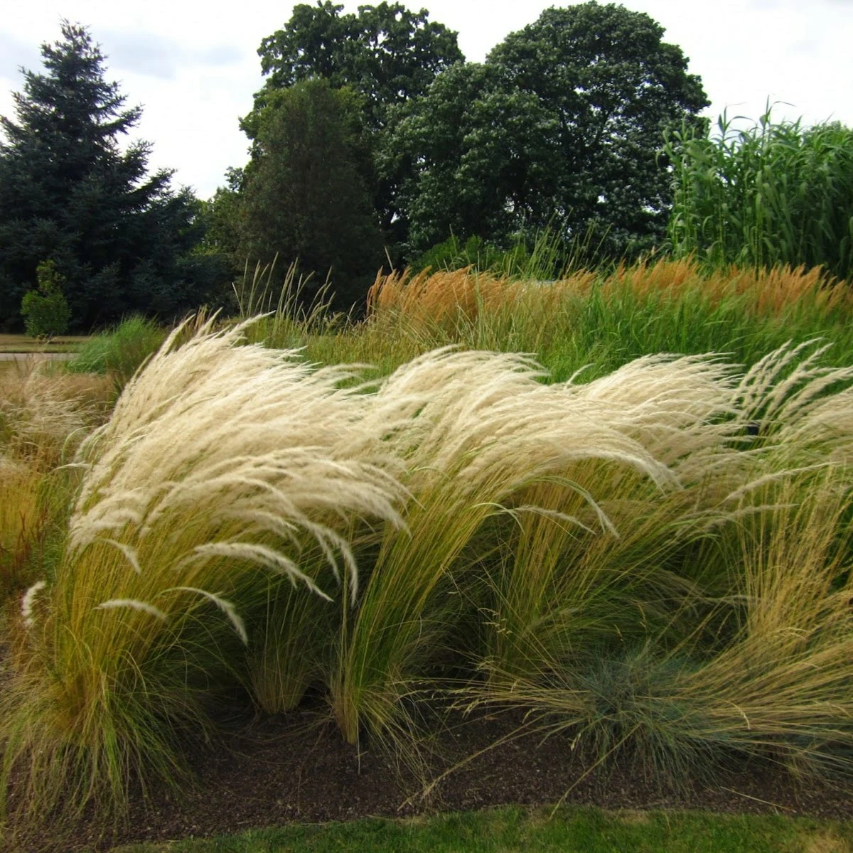 Stipa ichu 3L - Cowell's Garden Centre | Woolsington