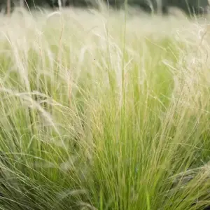 Stipa tenuissima