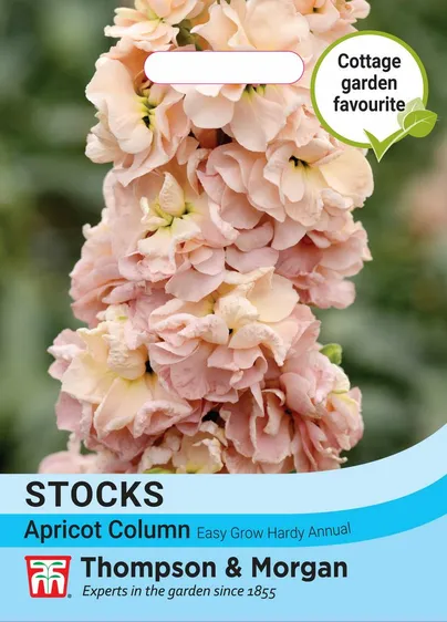 Stock Apricot Column - image 1