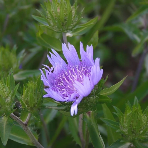 Stokesia laevis 'Mels Blue' - image 2