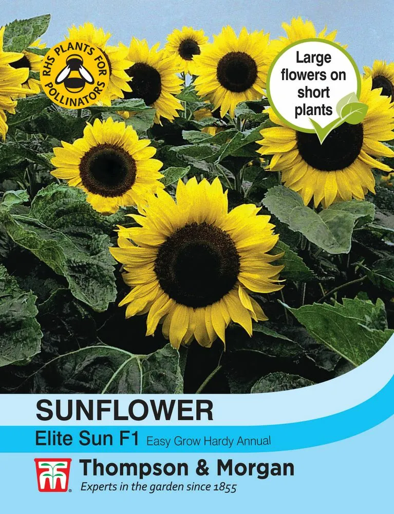 Sunflower Elite Sun F1 - Cowell's Garden Centre | Woolsington