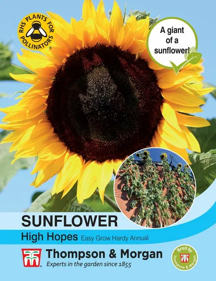 Sunflower High Hopes - image 1