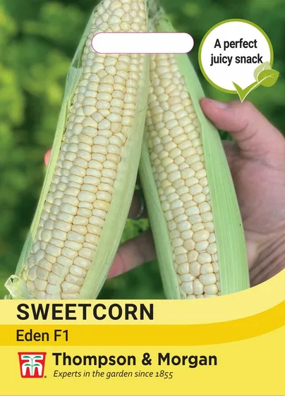 Sweet Corn Eden F1 - image 1