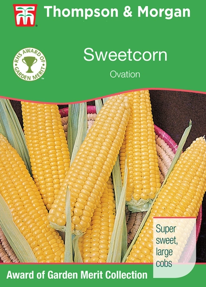 Sweet Corn Ovation F1 - image 1