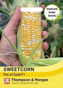 Sweet Corn Pot of Gold F1 - image 1