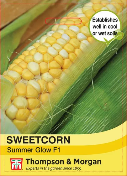 Sweet Corn Summer Glow - image 1