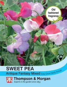 Sweet Pea Antique Fantasy Mixed - image 1