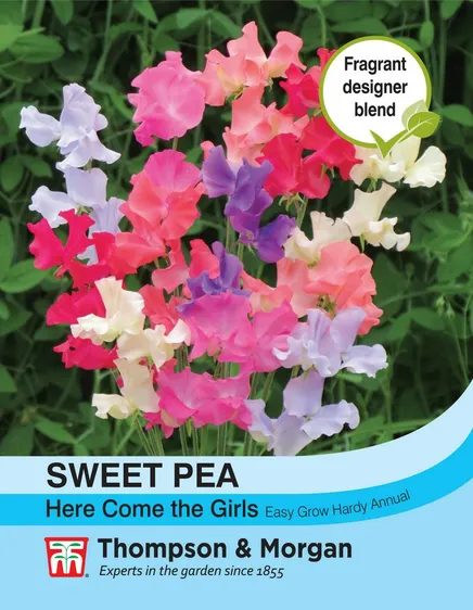 Sweet Pea Here Come the Girls - image 1