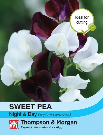 Sweet Pea Night & Day - image 1