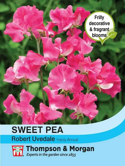 Sweet Pea Robert Uvedale - image 1