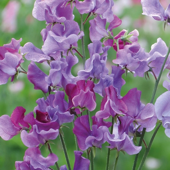 Sweet Pea Suffolk Punch