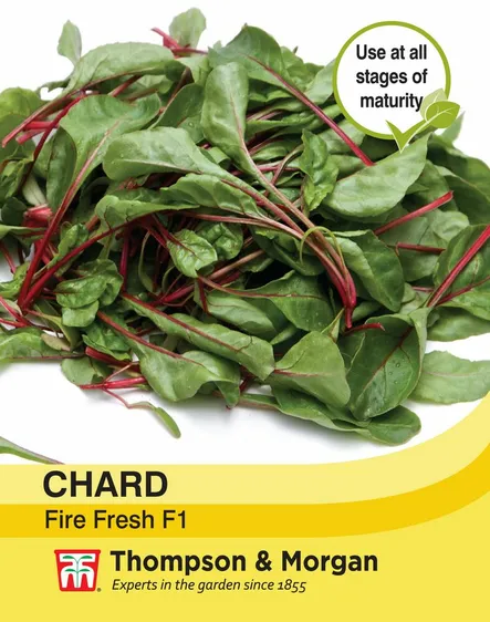 Swiss Chard Fire Fresh - image 1