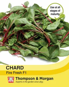 Swiss Chard Fire Fresh - image 1