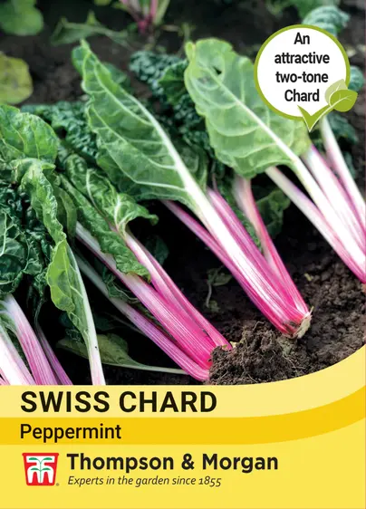 Swiss Chard Peppermint - image 1