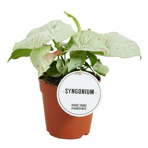 Syngonium 'Milk Confetti'