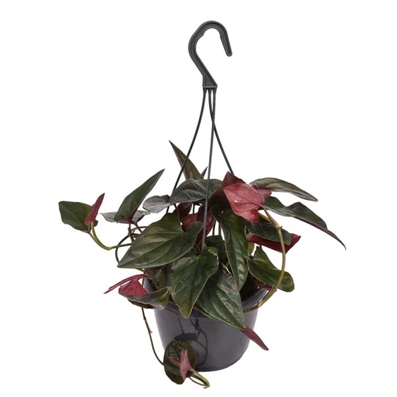 Syngonium erythrophyllum 'Red Arrow' 15cm Hanging Pot - image 2