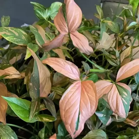 Syngonium podophyllum 'Red Spot' 12cm