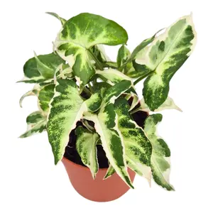 Syngonium 'Starlite'