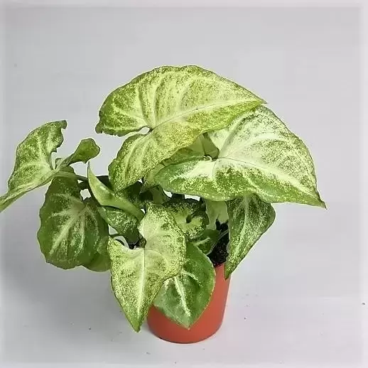 Syngonium 'White Butterfly' 6cm - image 1