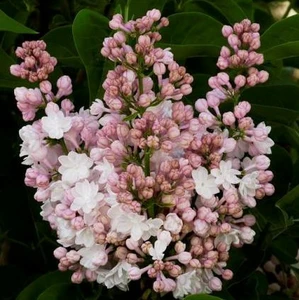 Syringa vulgaris 'Beauty of Moscow' 4L