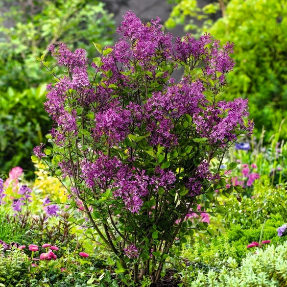 Syringa 'Bloomerang Dark Purple' 3L - image 3