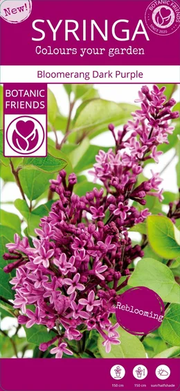 Syringa 'Bloomerang Dark Purple' 3L - image 6