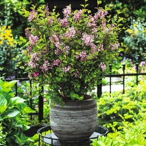 Syringa 'Bloomerang Pink Perfume' 3L - image 4