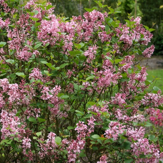 Syringa 'Bloomerang Pink Perfume' 3L - image 3