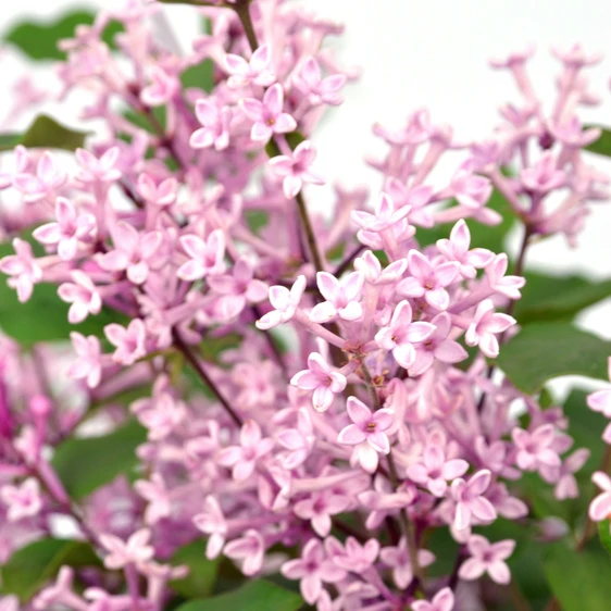 Syringa 'Bloomerang Pink Perfume' 3L - image 1