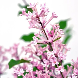 Syringa 'Bloomerang Pink Perfume' 3L - image 2