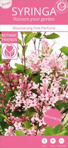 Syringa 'Bloomerang Pink Perfume' 3L - image 6