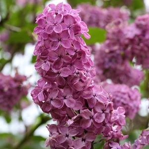 Syringa vulgaris 'Charles Joly' 4L