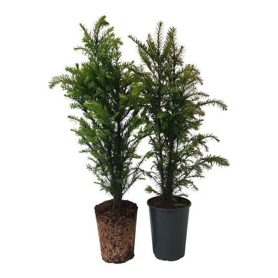 Taxus baccata 4L