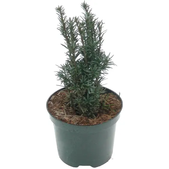 Taxus baccata 'Black Tower' 3L