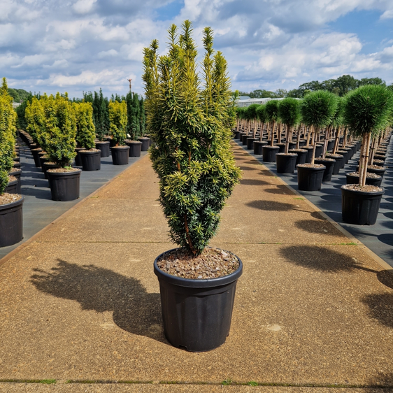 Taxus baccata 'David' 15L