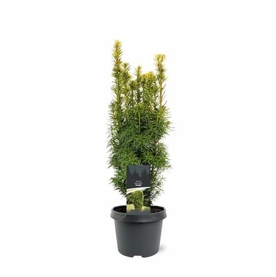 Taxus baccata 'David' 2.3L - image 4