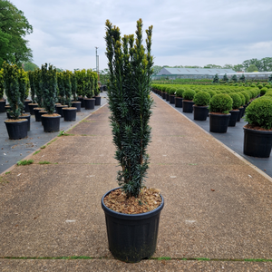 Taxus baccata 'Fastigiata Robusta' 11L 60/70cm