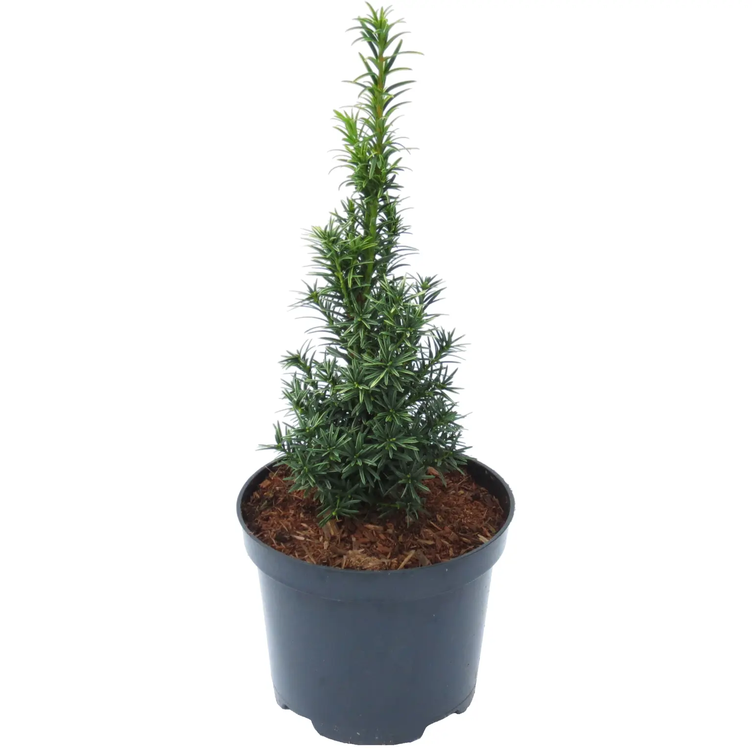 Taxus baccata 'Filip's White Column' - Cowell's Garden Centre | Woolsington