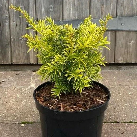 Taxus baccata 'Golden Carol' 3L