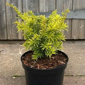 Taxus baccata 'Golden Carol' 3L