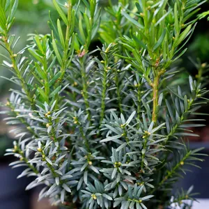 Taxus x media 'Hillii'