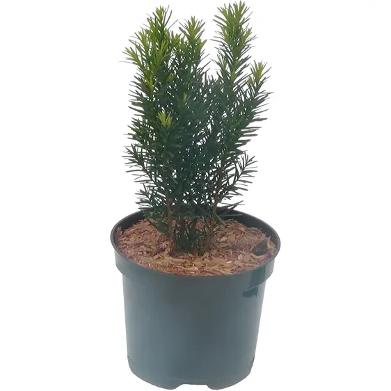 Taxus x media 'Kazio' 7L