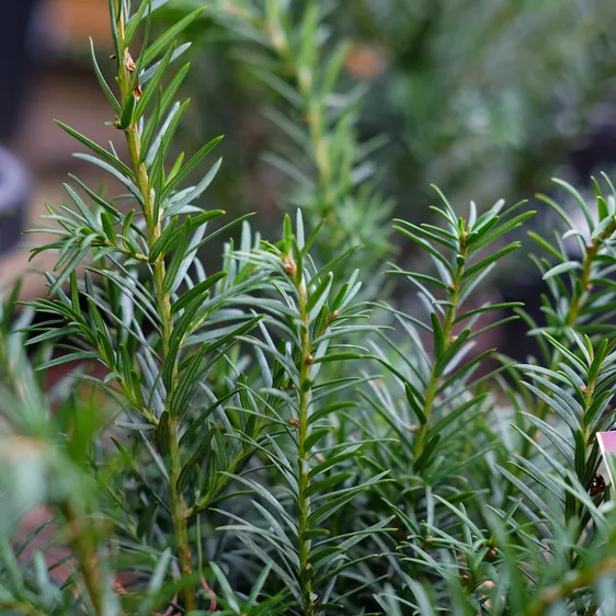 Taxus baccata 'Rependens'