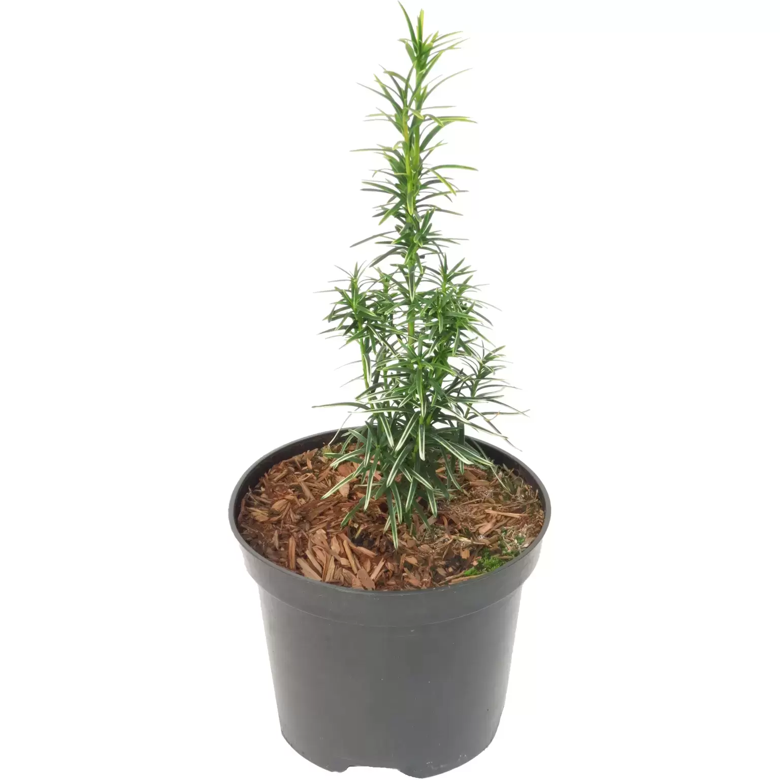 Taxus media 'Stefania' 1L - Cowell's Garden Centre | Woolsington