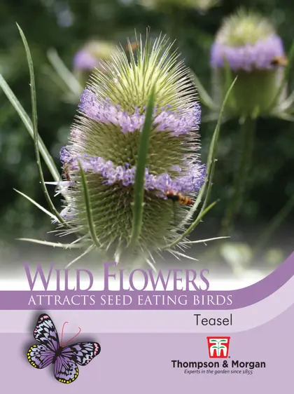 Teasel - image 1