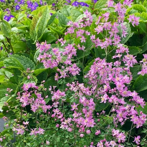 Thalictrum 'Fairy Wings'