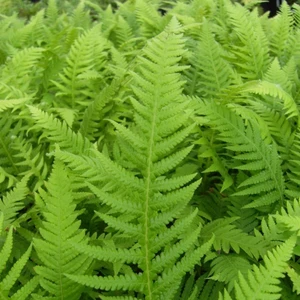 Thelypteris decursive-pinnata - image 1