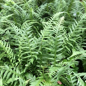 Thelypteris decursive-pinnata - image 2